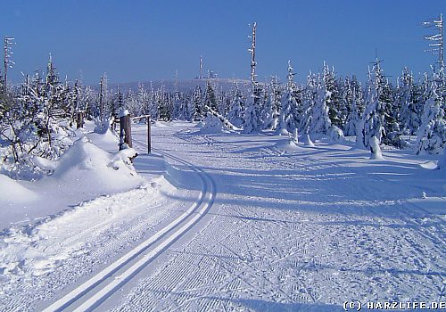 Der Goetheweg nahe der Quitschenbergklippen Der Goetheweg im Oberharz
