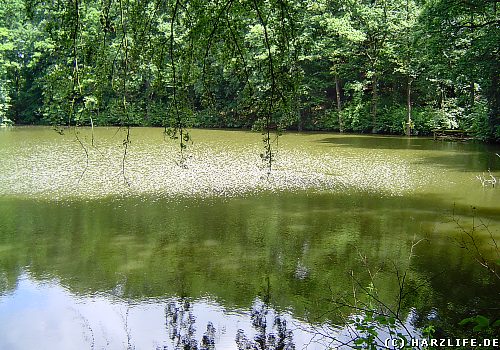 Der M&ouml;nchsee bei Liebenrode