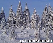 Winterwald